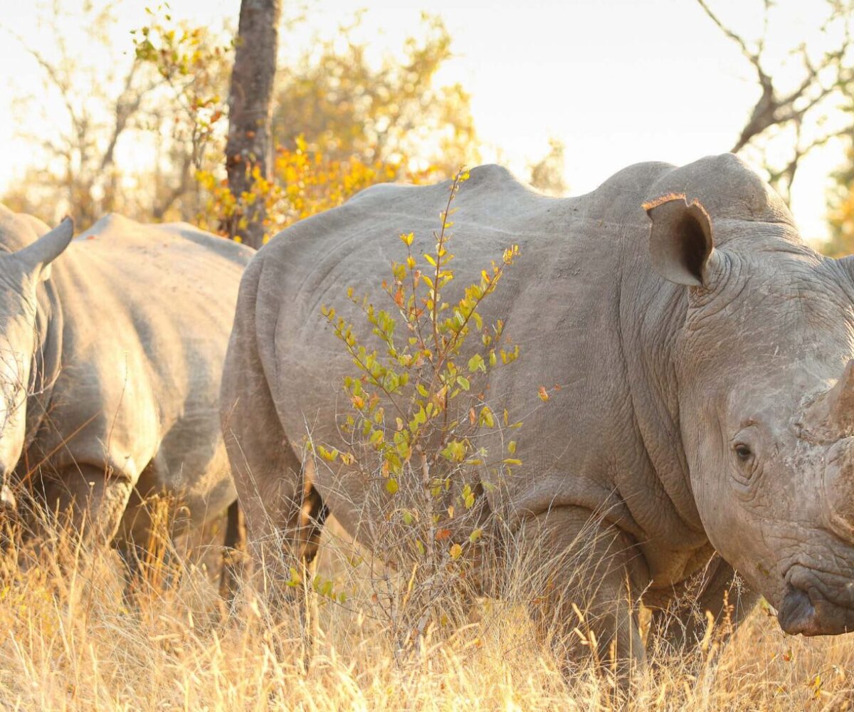 The two rhinos in a field on a sunny day.